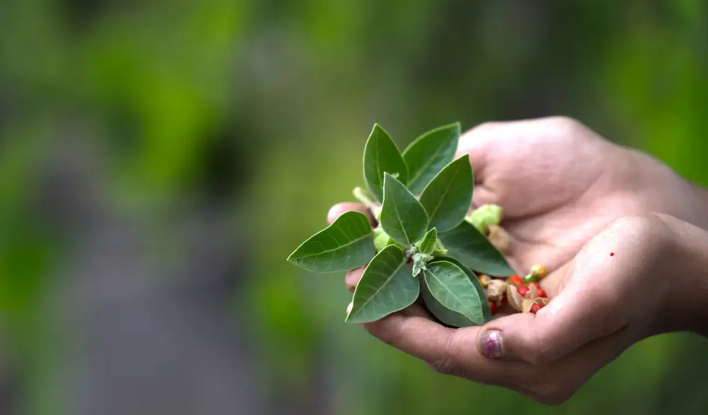 Ashwagandha – naturalne zioła na stres i napięcie, suszony korzeń adaptogenu