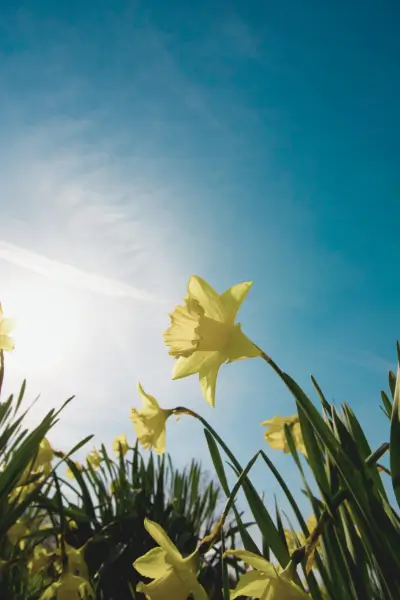 Narcyz 'Raoul Wallenberg' – kwiat upamiętniający bohatera Żółty narcyz 'Raoul Wallenberg' kwitnący w ogrodzie, upamiętniający szwedzkiego dyplomatę ratującego Żydów podczas II wojny światowej.