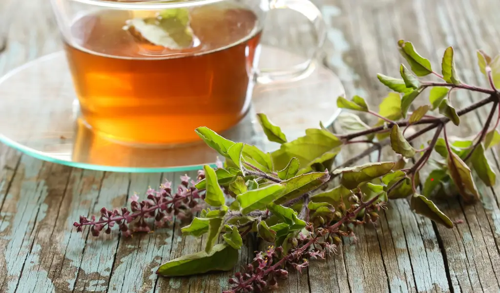 Tulsi (Holy Basil) – święte zioła na stres z tradycji ajurwedyjskiej