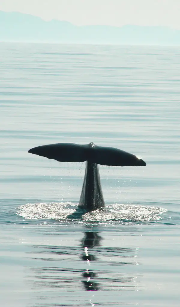 Płetwa ogonowa humbaka zanurzającego się w fiordzie u wybrzeży Lofotów zimą.