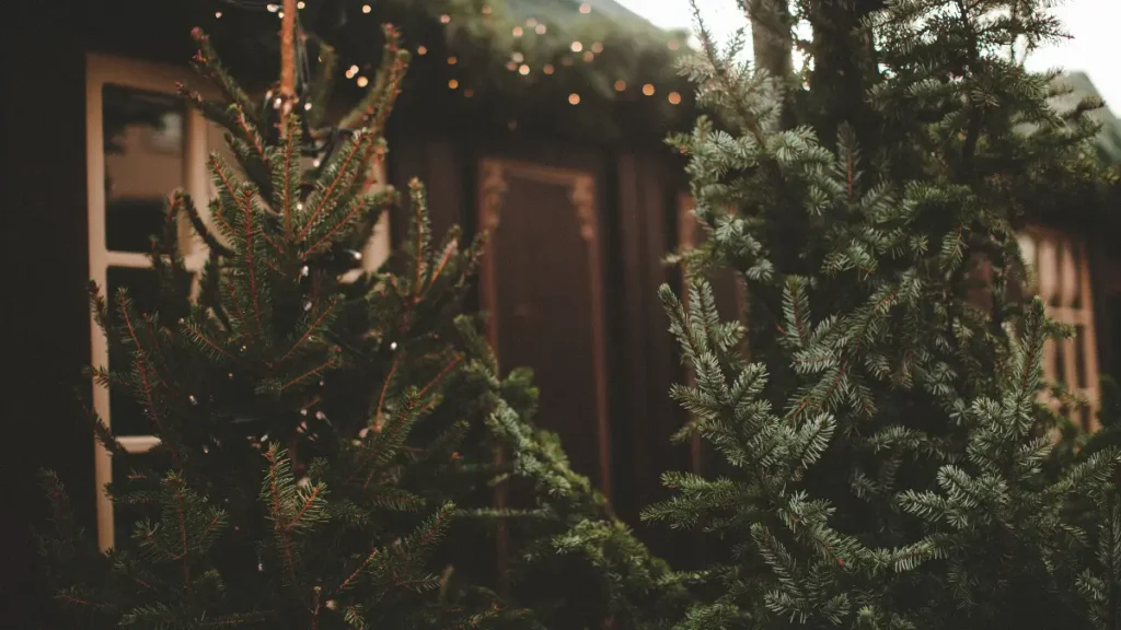 Prawdziwa choinka w salonie – jodła kaukaska udekorowana świątecznymi ozdobami, symbol tradycyjnych polskich świąt Bożego Narodzenia.