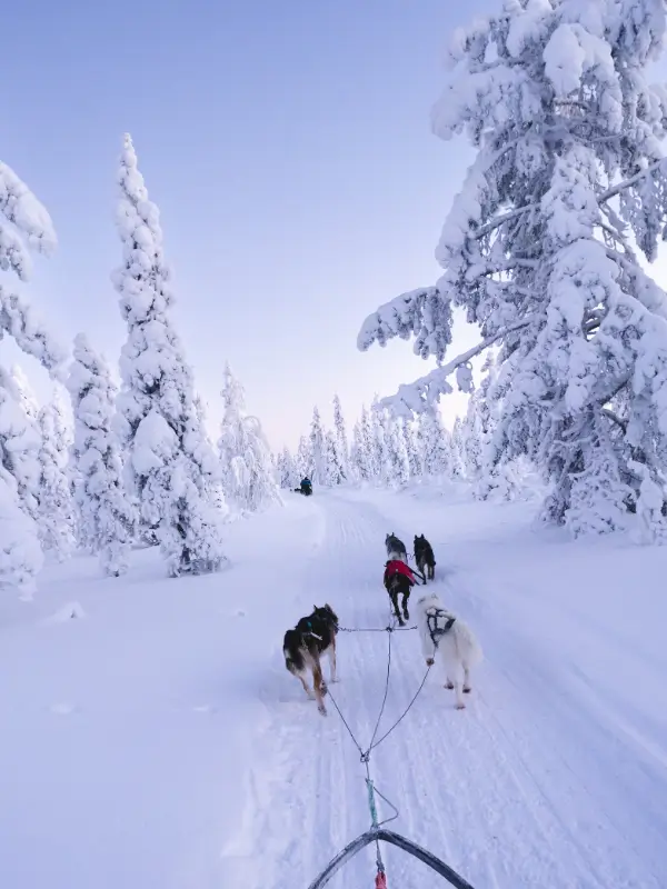 Psy husky ciągnące sanki w zimowej scenerii Laponii Finlandii