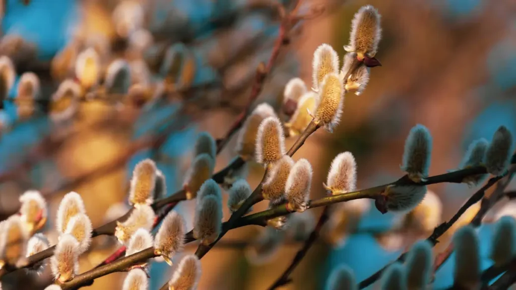Bazie na gałązce wierzby wczesną wiosną w marcu – jedna z pierwszych oznak wiosny w Polsce
