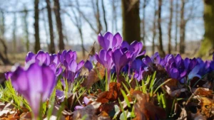 Fioletowe krokusy kwitnące wczesną wiosną – jedna z pierwszych oznak wiosny w Polsce