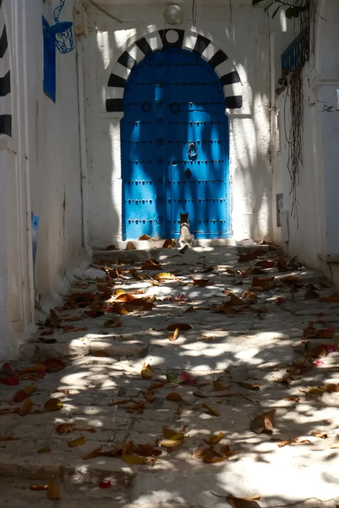 Kot siedzący przy niebieskich drzwiach w Sidi Bou Said w Tunezji
