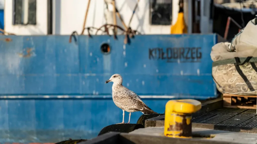 Mewa na tle przycumowanej łodzi rybackiej w porcie w Kołobrzegu.